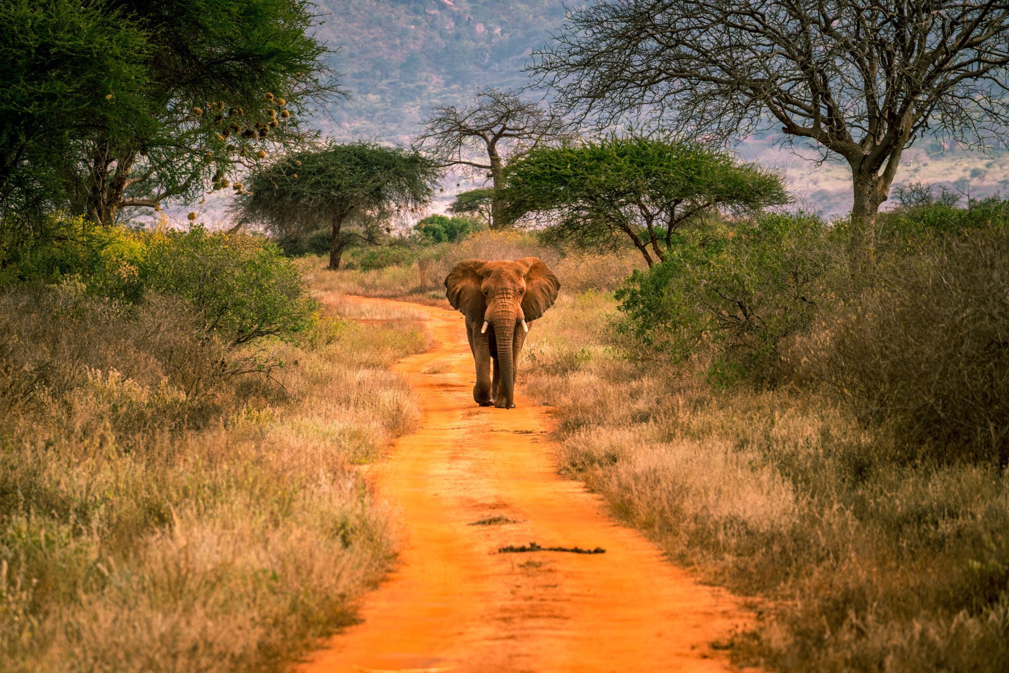 Olifant in Tsavo West National Park, één van Kenia's nationale parken