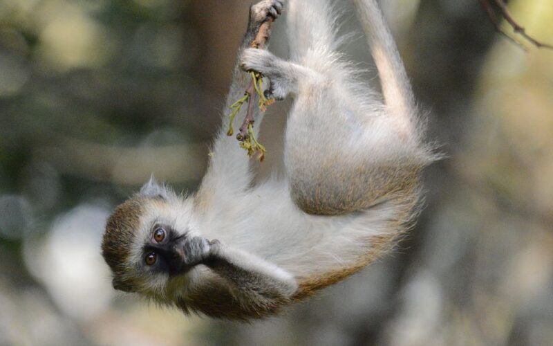Vervet monkey at Sipi Falls