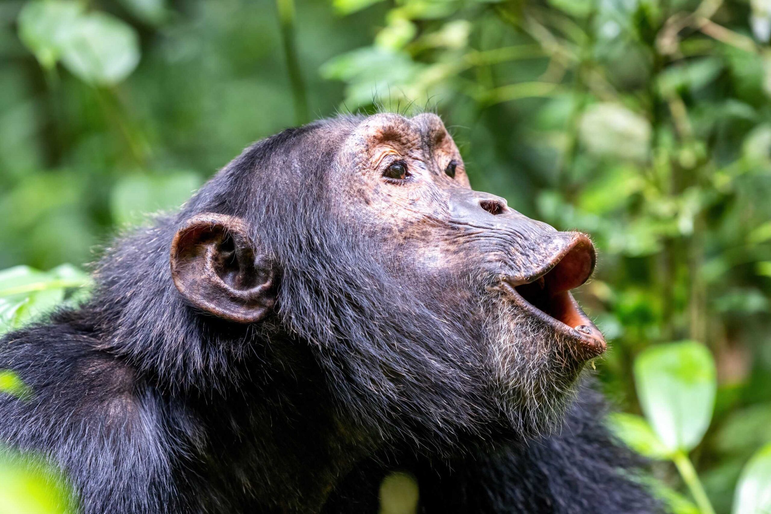 Chimpansee in Afrika
