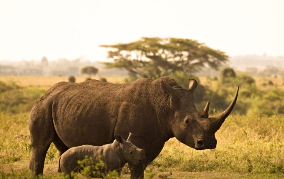 neushoorn safari Ziwa Rhino Sanctuary Oeganda