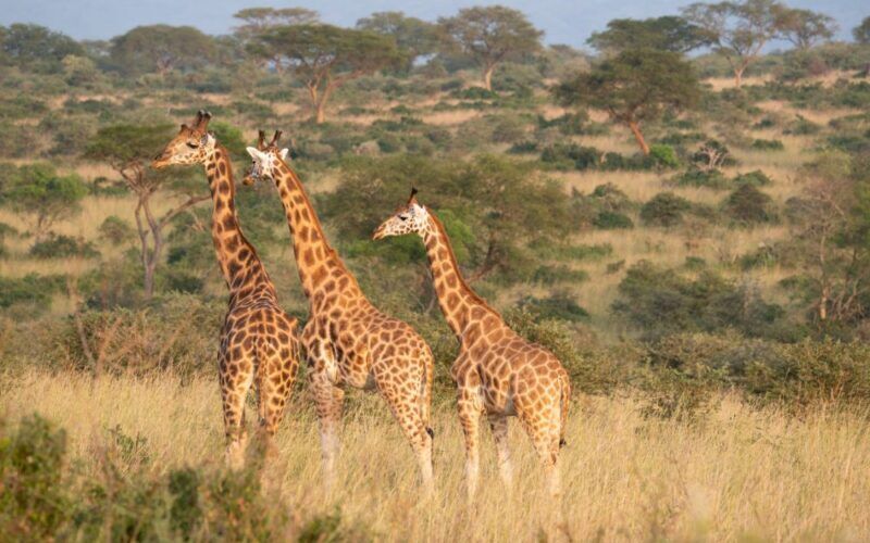 Giraffes at Murchison Falls