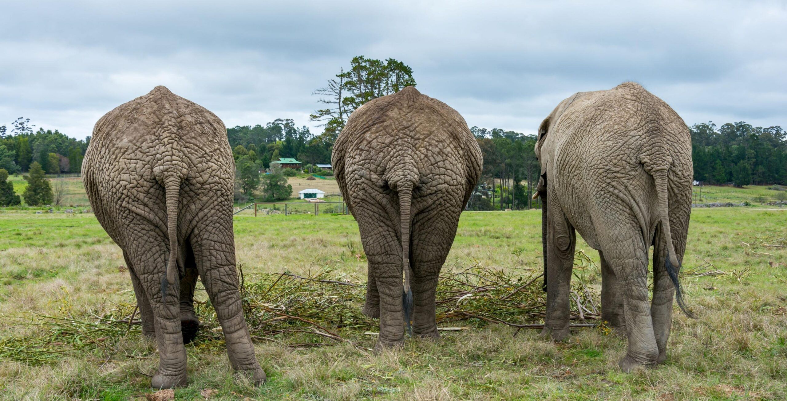 Ontmoet de olifanten van Knysna Elephant Park