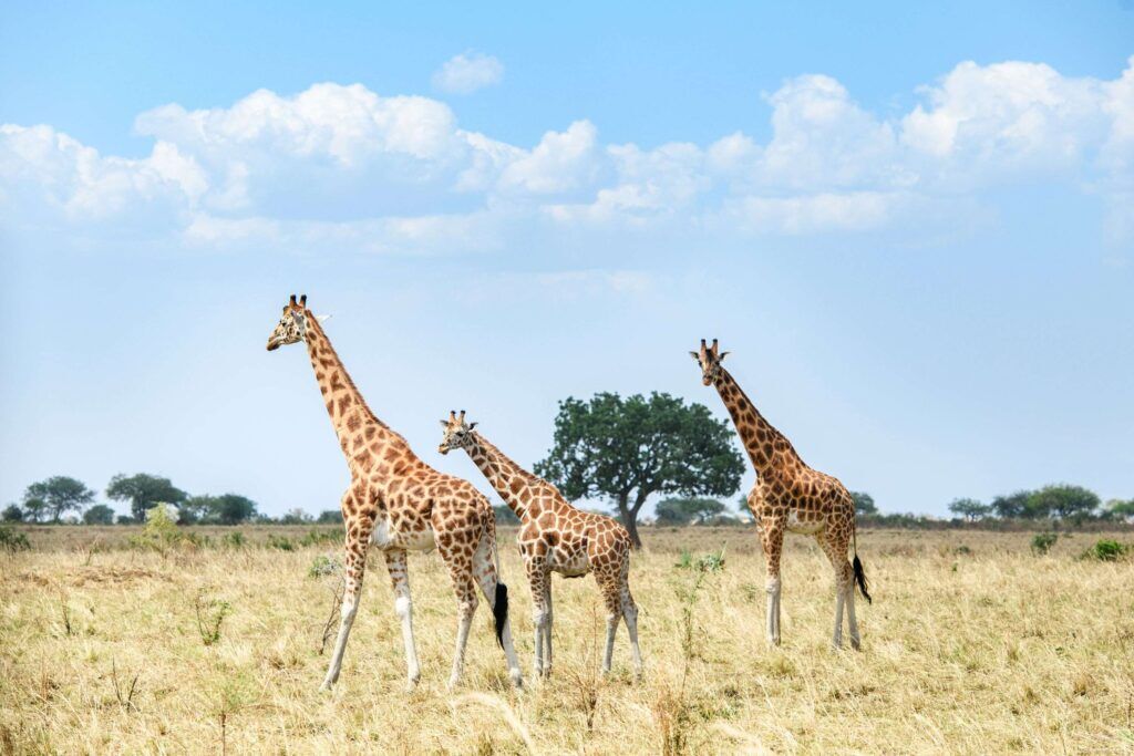 Three giraffes roaming through the yellow grass with tree in the background