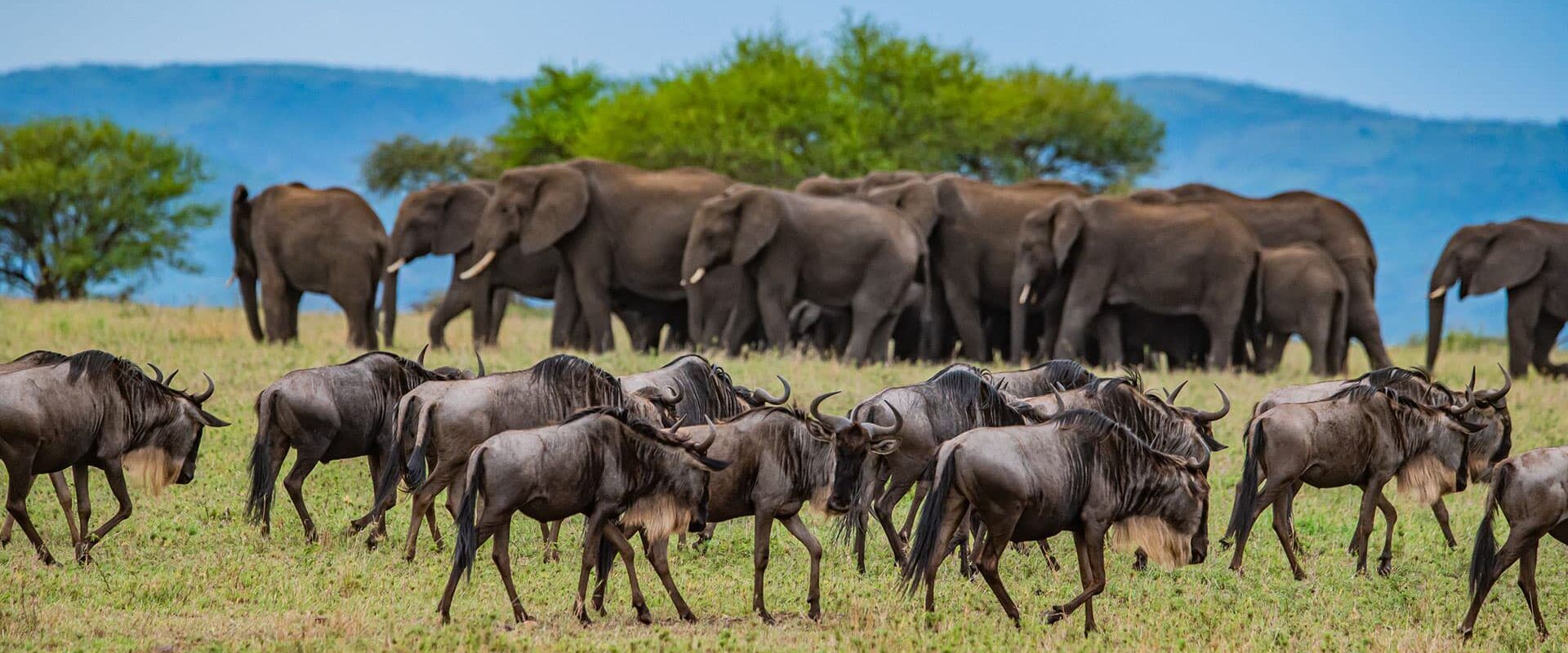 Antilopen en gnoes in Afrika