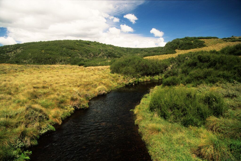 Aberdare National Park