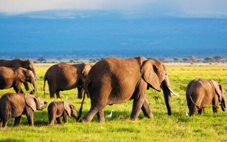 Kenia safari en strand Amboseli olifant