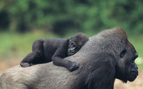 Mama en baby gorilla in Oeganda