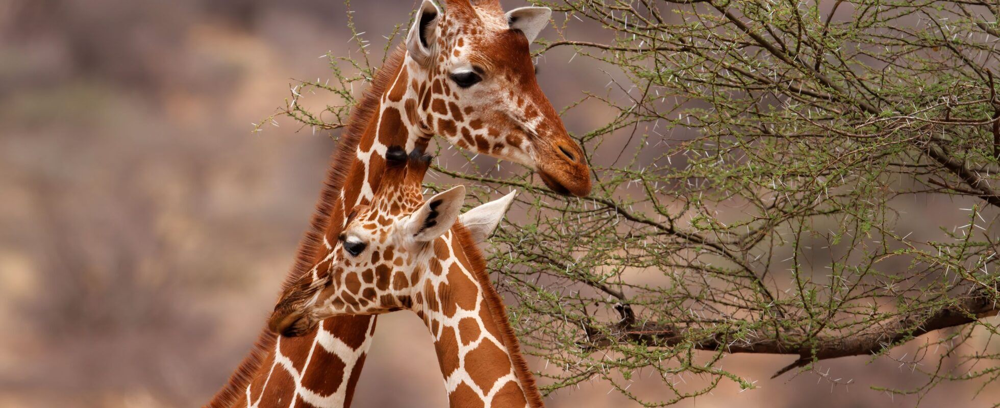 Kenia safari en strand