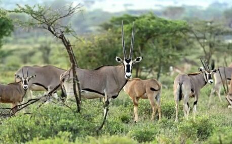 safari Samburu