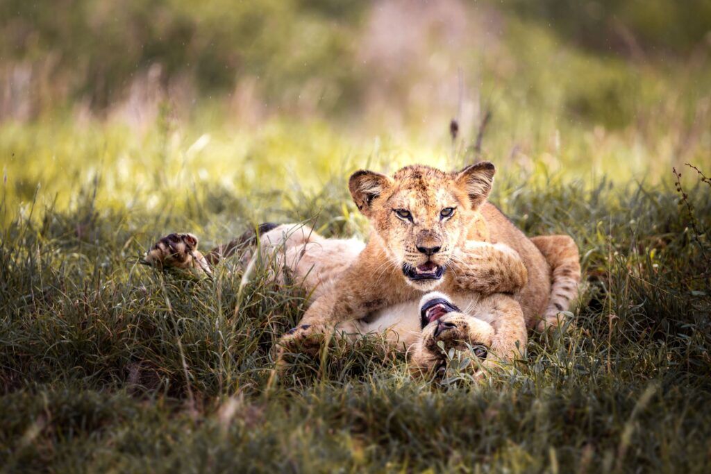 Tsavo West National Park