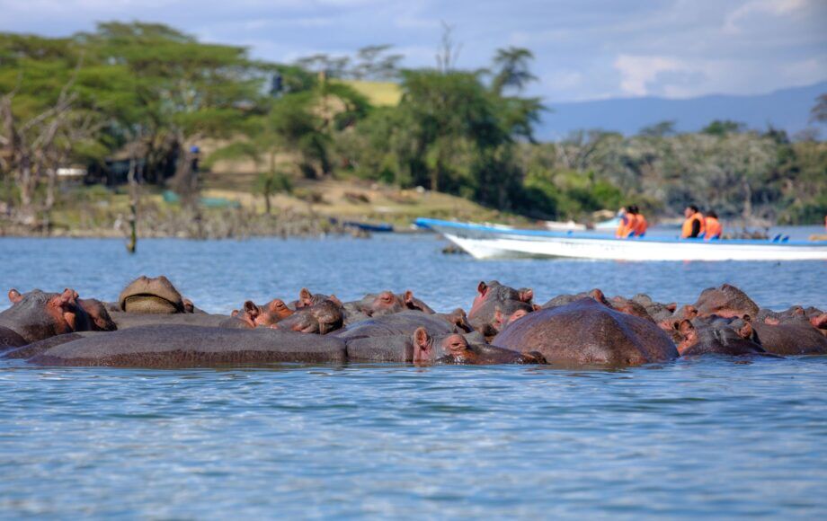 Nijlpaarden en boot in het water in Afrika