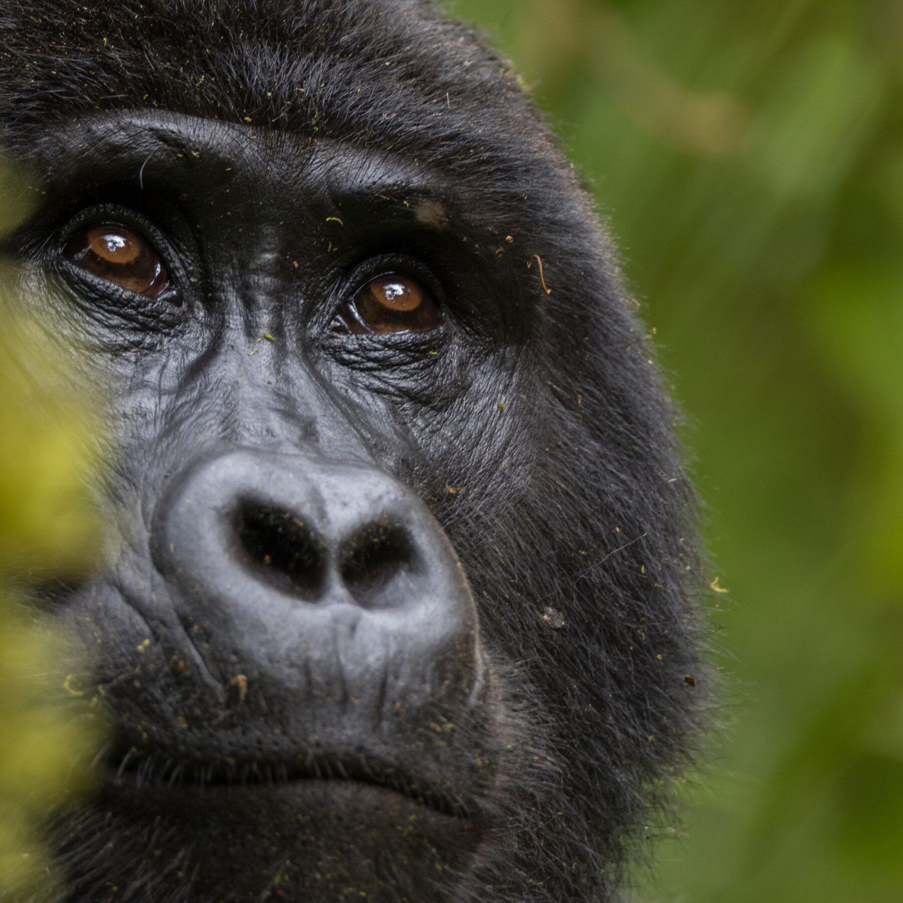 Close-up van het gezicht van een gorilla