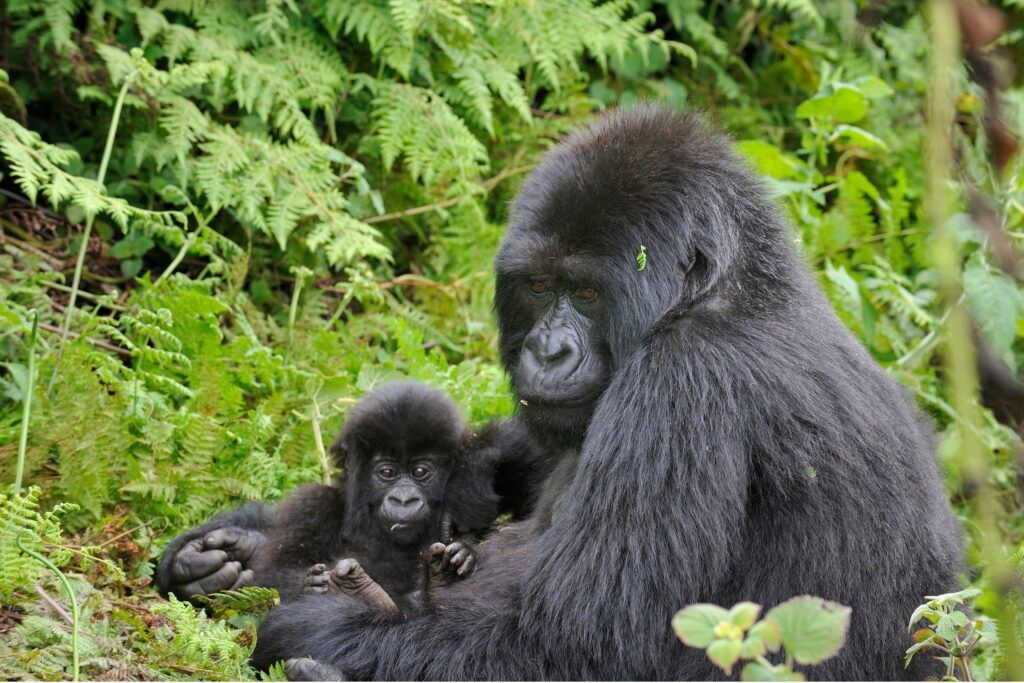 Moedergorilla houdt haar baby vast