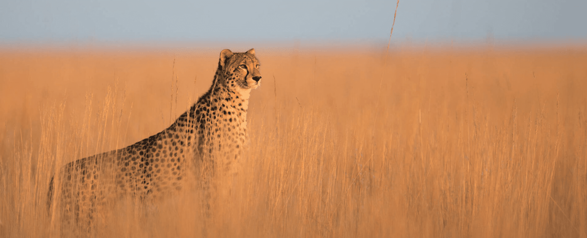 Cheetah in Kenia