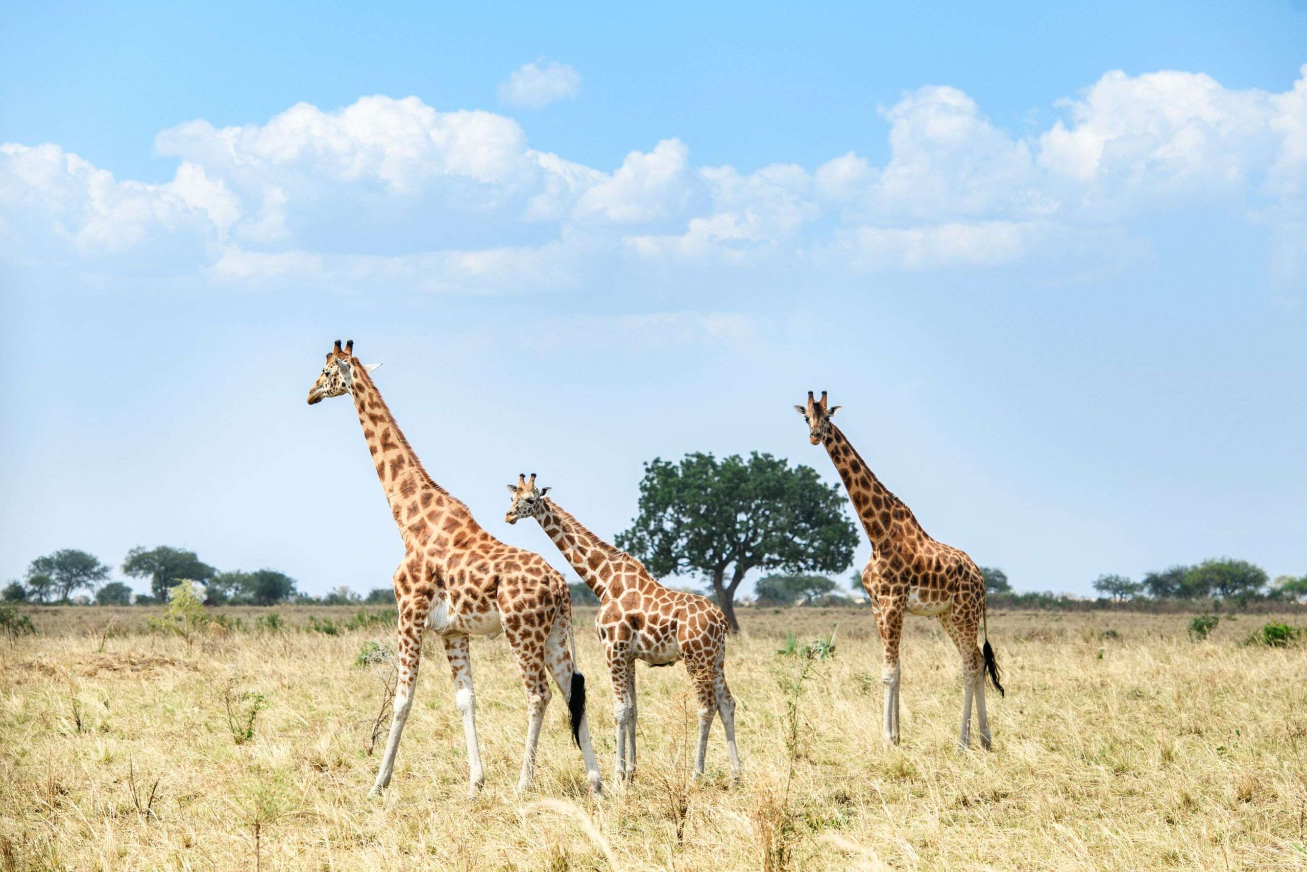 Wandelsafari in het Kidepo National Park