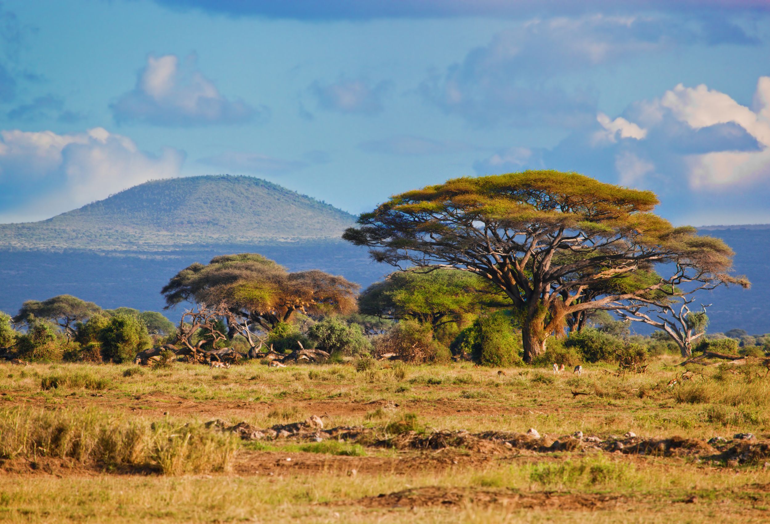 savanne-amboseli