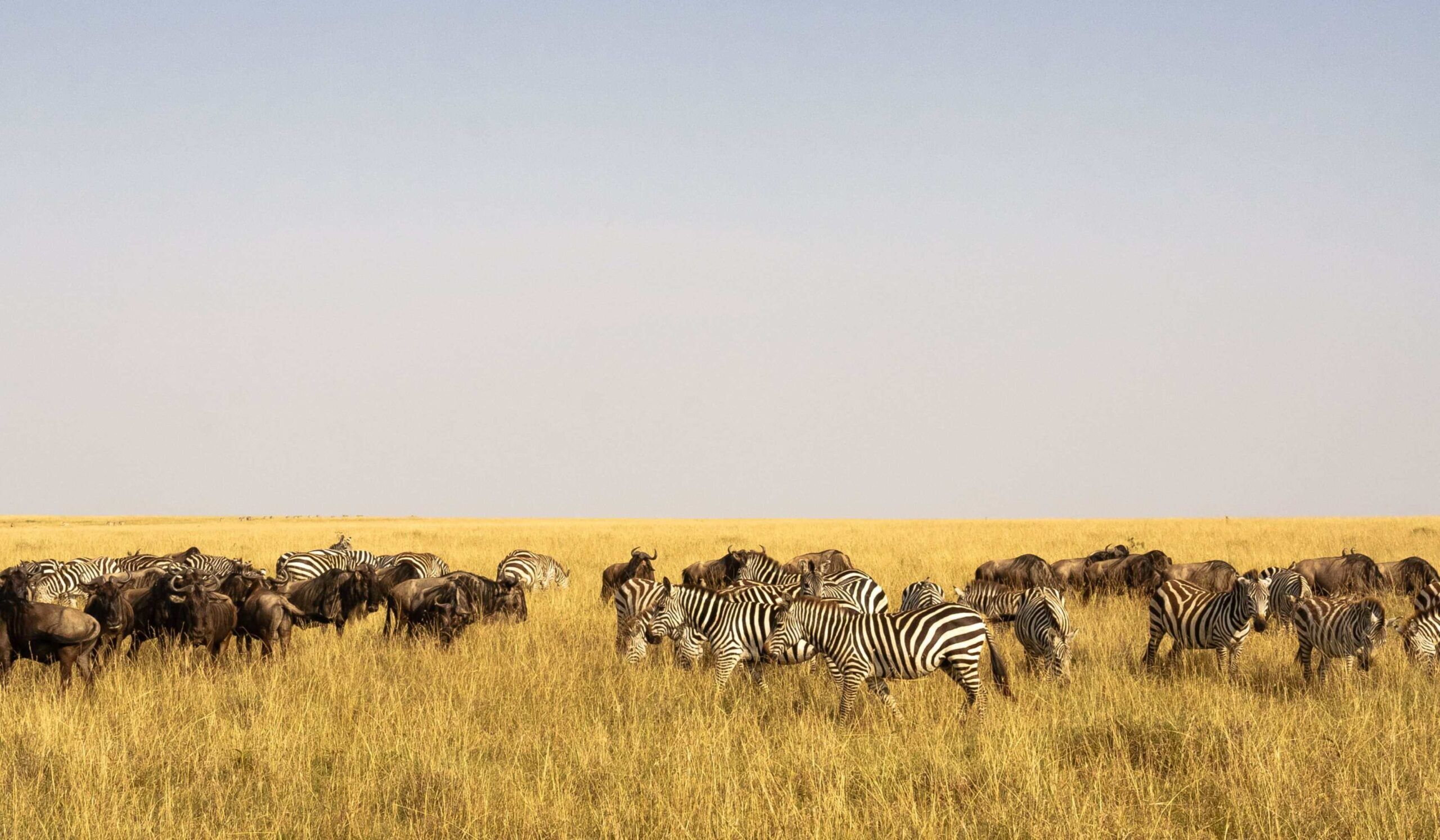 Masai Mara National Reserve