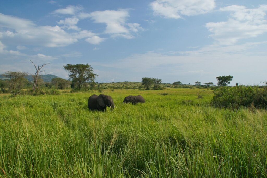 Oeganda Elephants in Queen Elizabeth Uganda NP