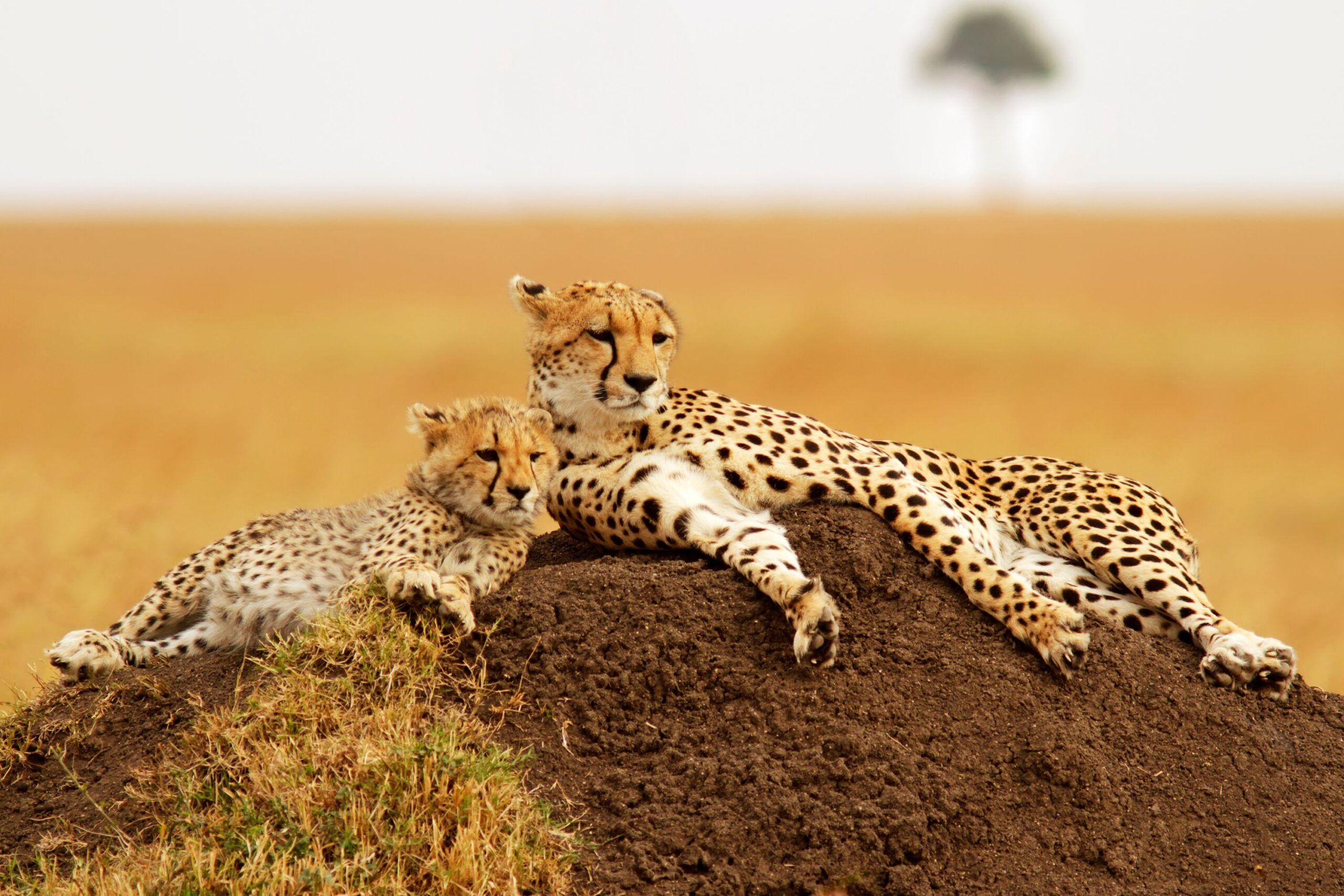 Masai Mara cheetah