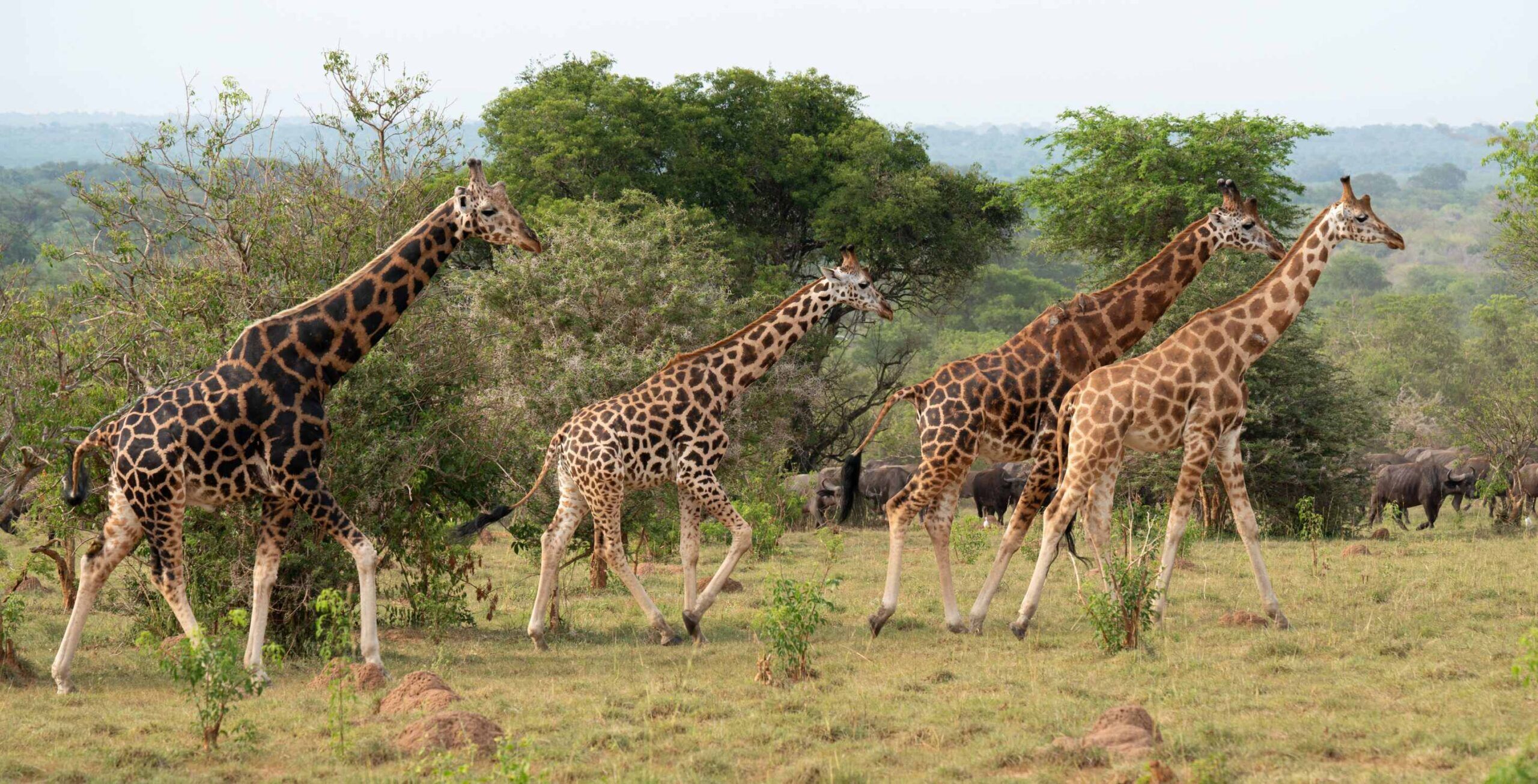 Jeep safari in het Murchison Falls National Park