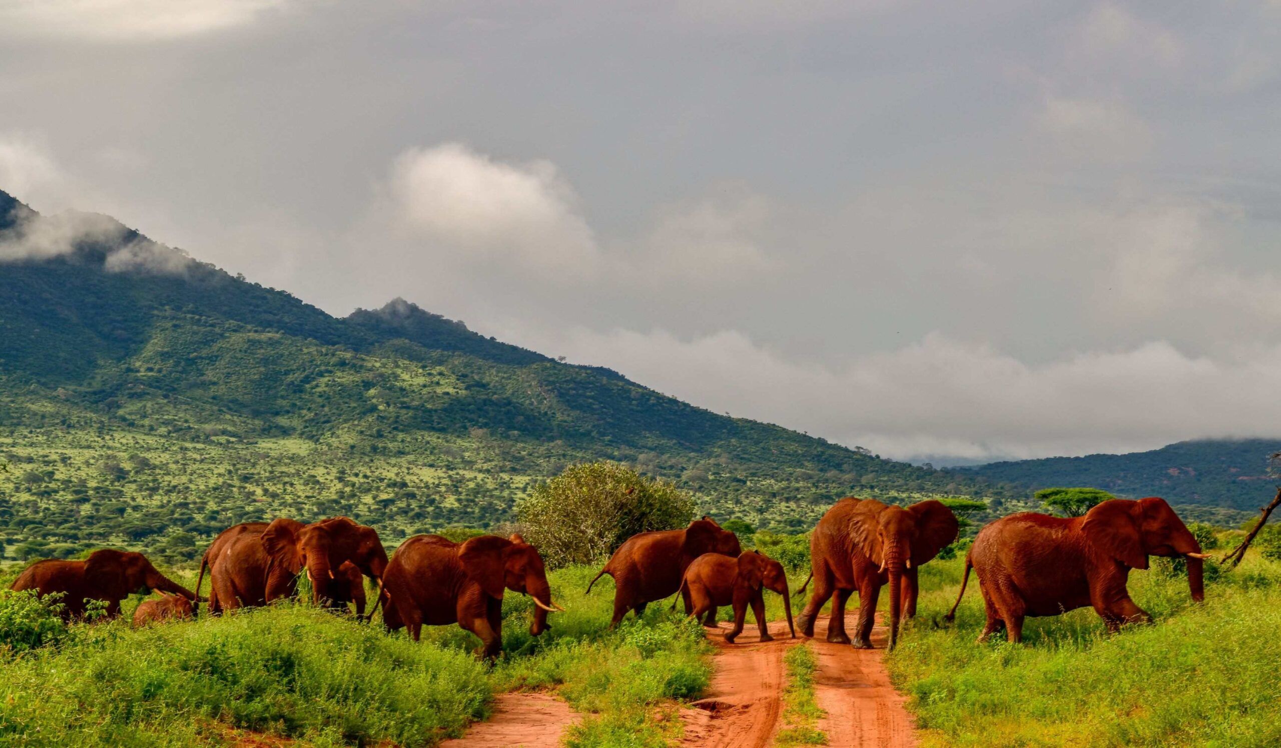 Tsavo West National Park