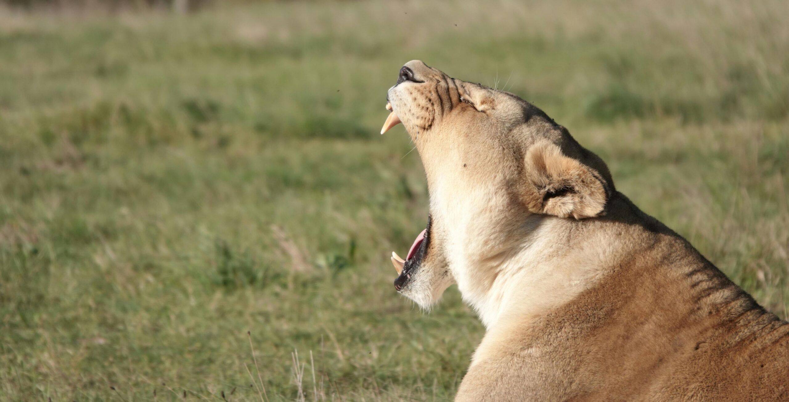 Rit van Kruger National Park (Orpen Gate) naar Hoedspruit