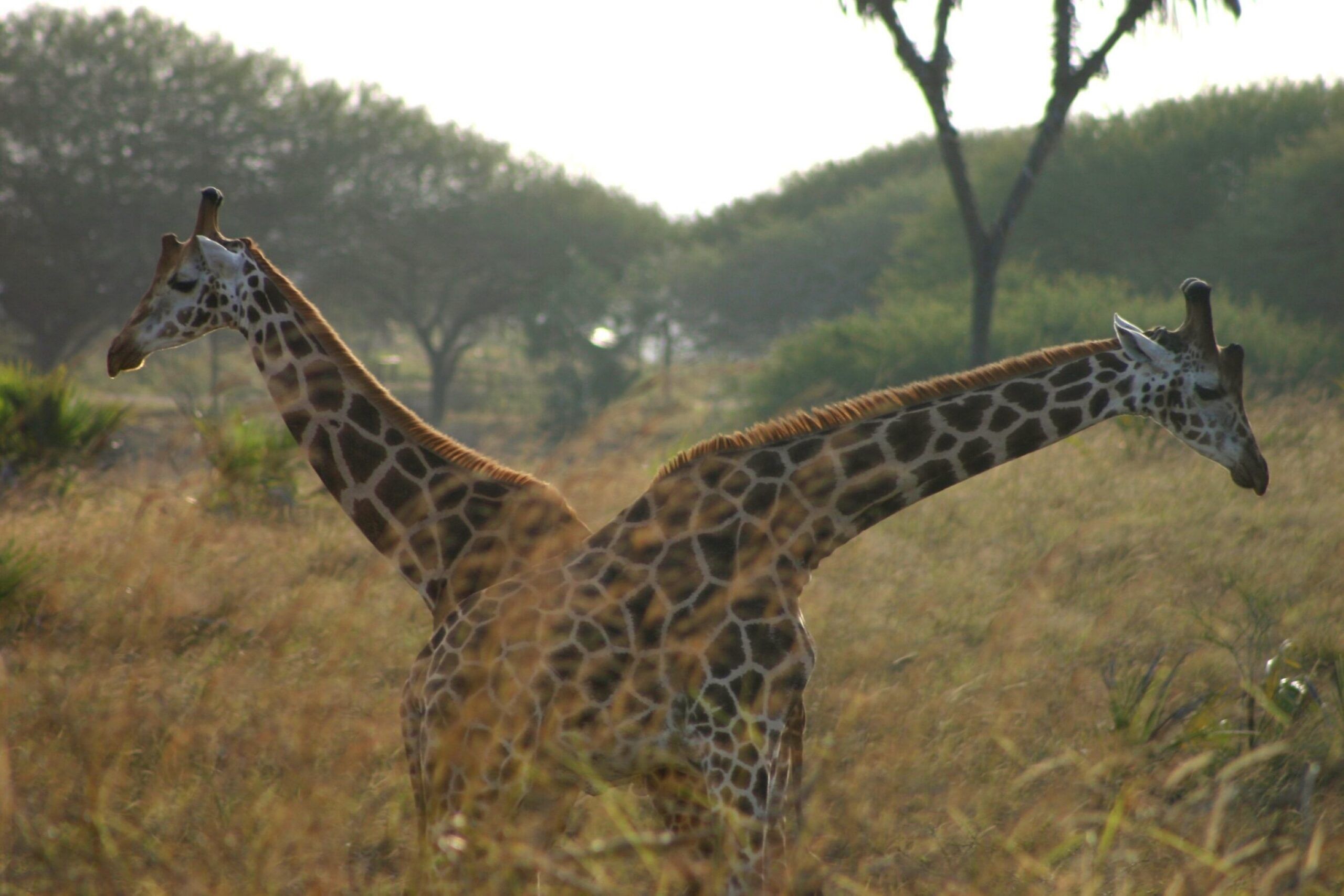 Nguuni Nature Sanctuary - begeleide wandeling, giraffen kijken, sundowner en kampvuur