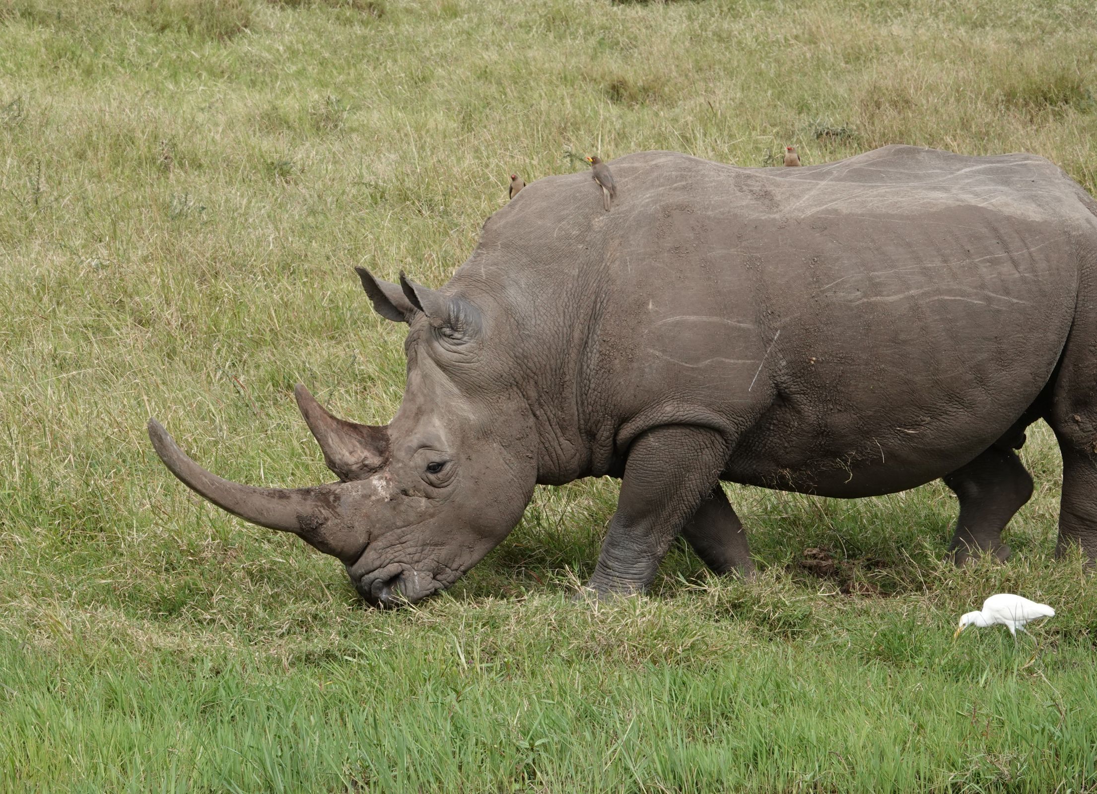Rit van Nairobi naar Ol' Pejeta Conservancy
