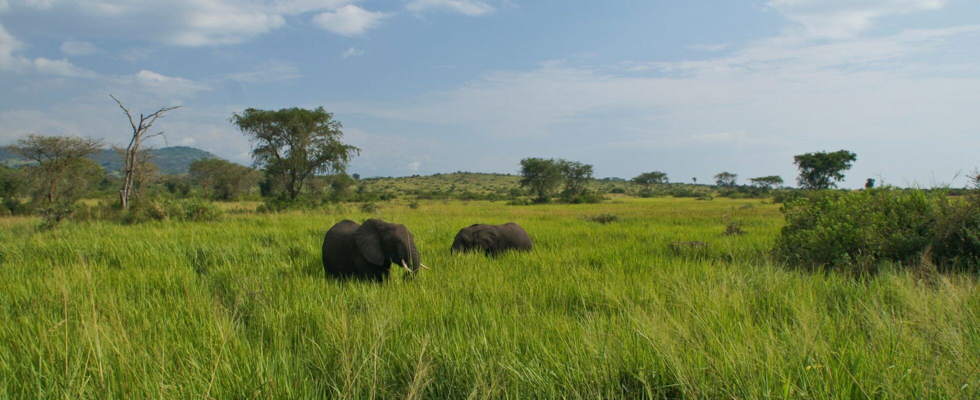 Oeganda Elephants in Queen Elizabeth Uganda NP