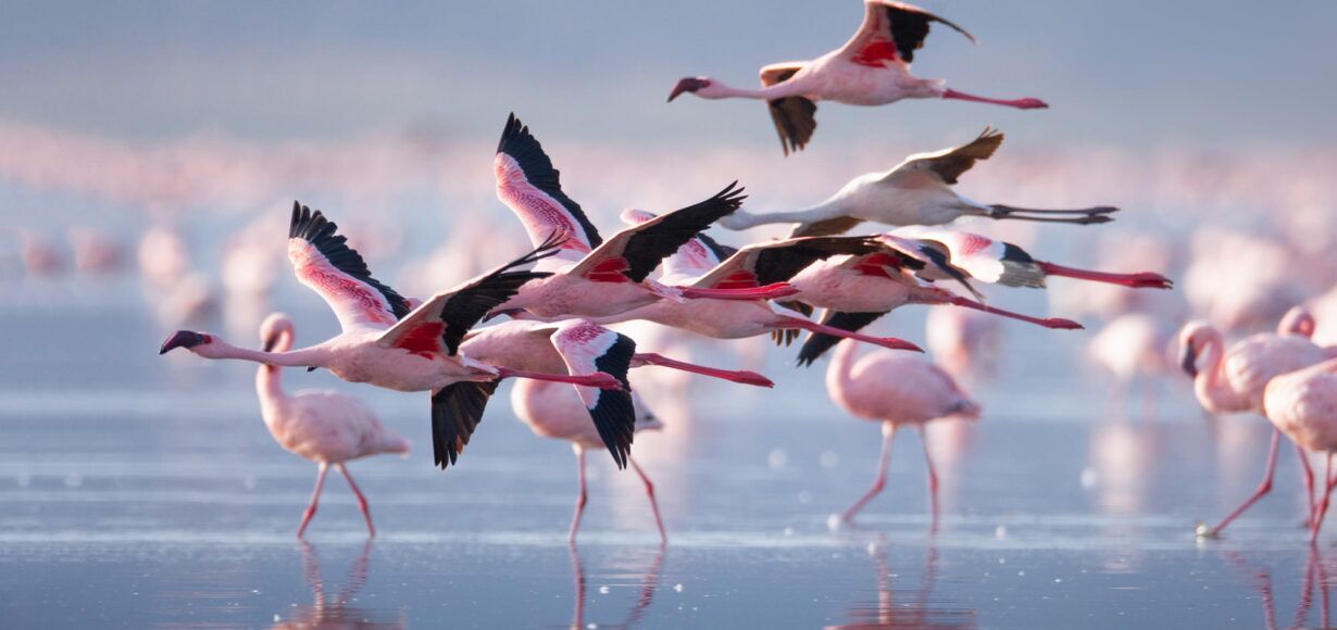 Bootsafari Lake Nakuru Kenia