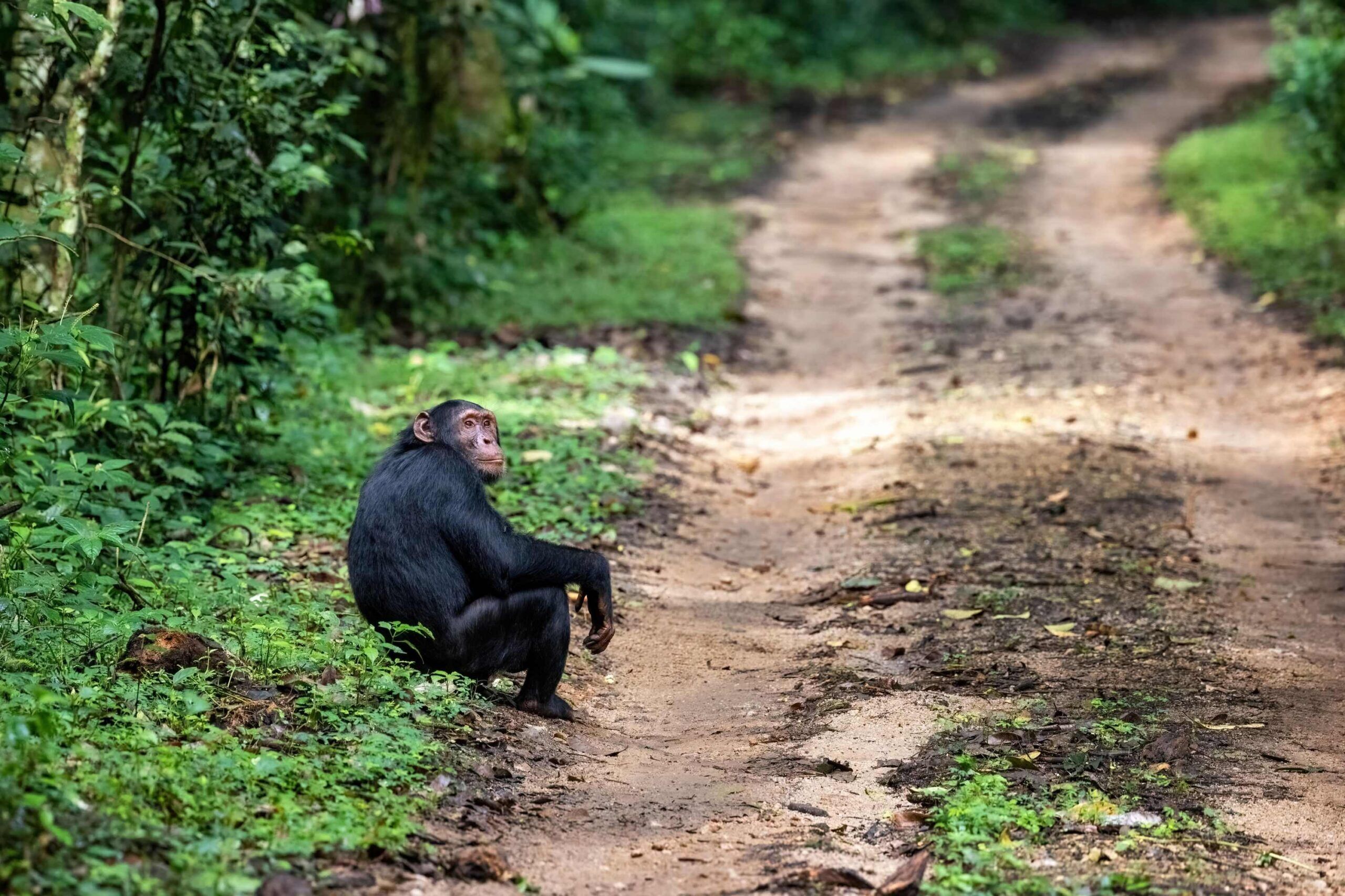 Rit van Entebbe/Kampala naar Kibale National Park.