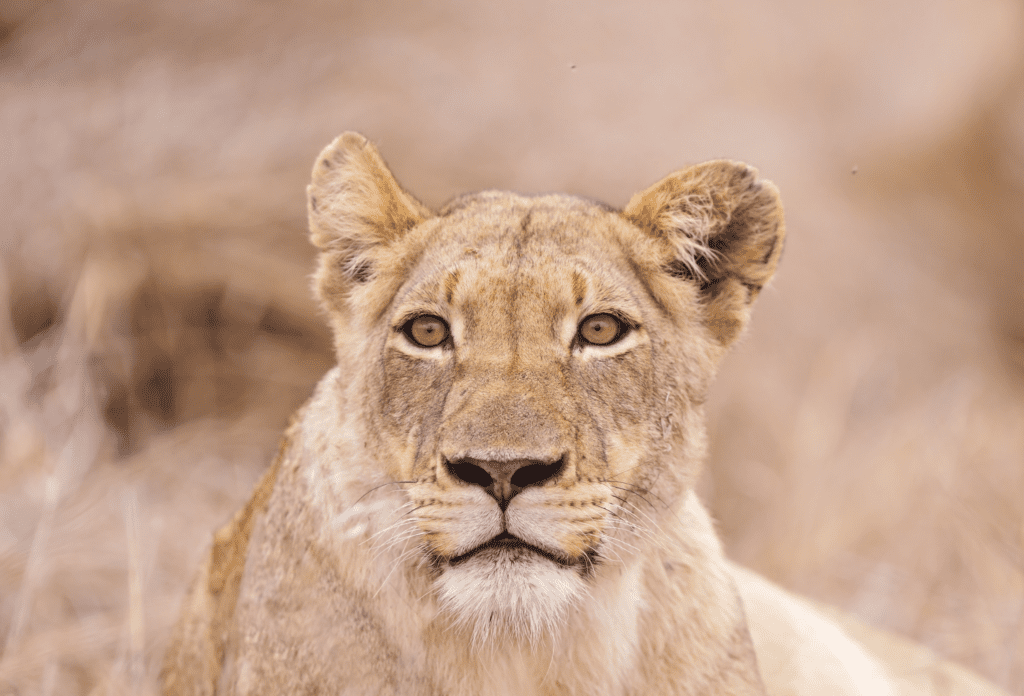 Leeuw in Kruger National Park