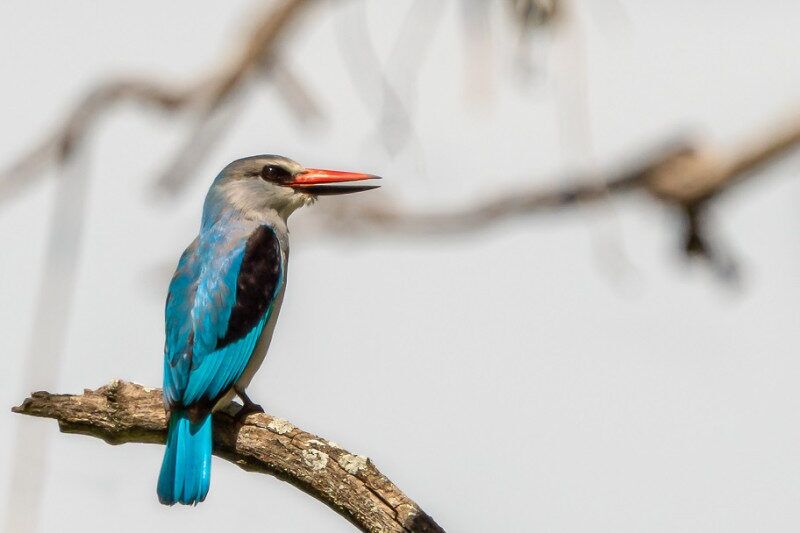 Walking-Safari-Lake-Manyara-3-e1758812057545