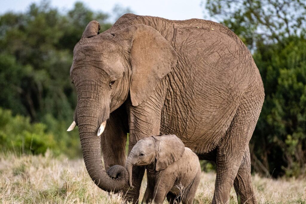 Mother elephant and baby elephant walking next to each other with trees in the background