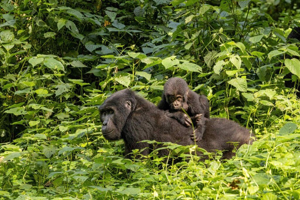 Gorilla in Afrika klimt op de rug van een andere gorilla omgeven door het groene woud