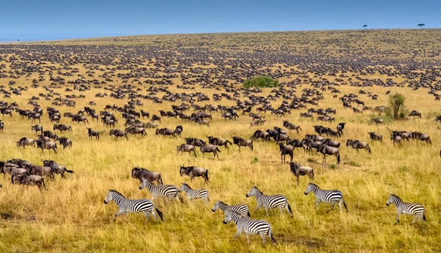 Wilde dieren in het Masai Mara National Game Reserve in Kenia