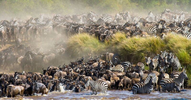 Grote migratie in Masai mara