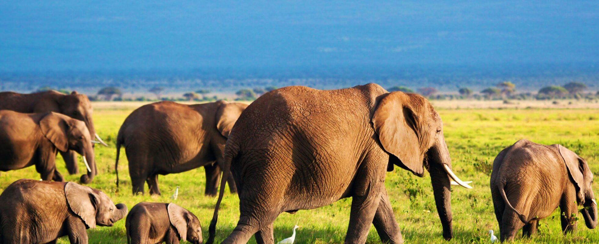 Kenia safari en strand Amboseli olifant