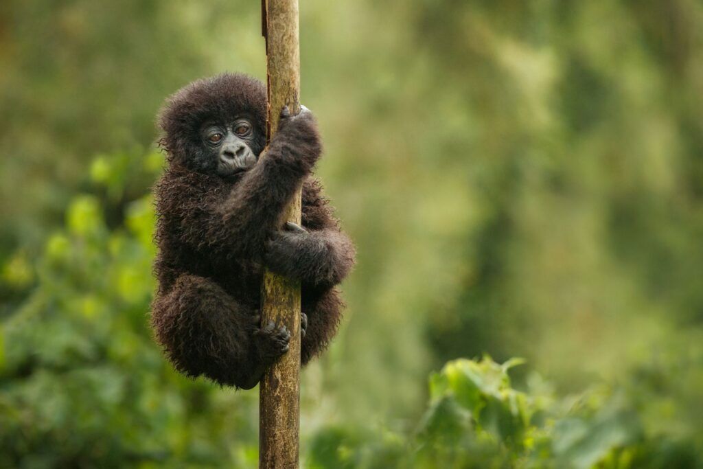 Baby berggorilla klimt in een boom in Bwindi