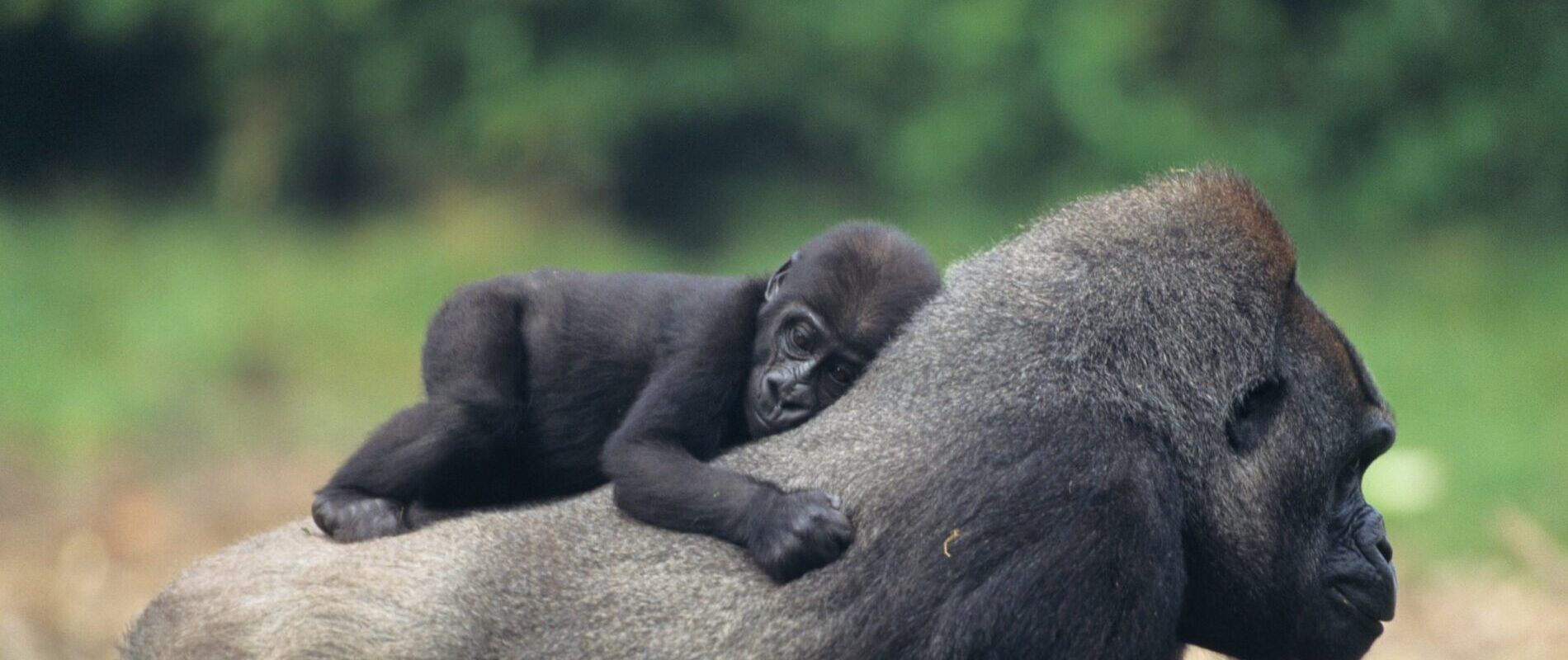 Mama en baby gorilla in Oeganda