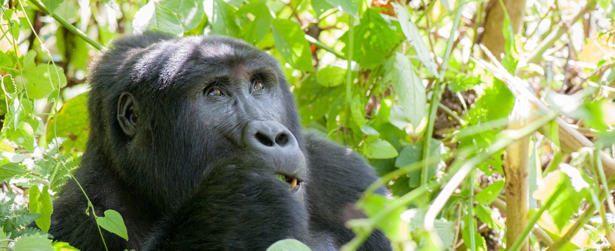 Oeganda gorilla trekking Rushaga