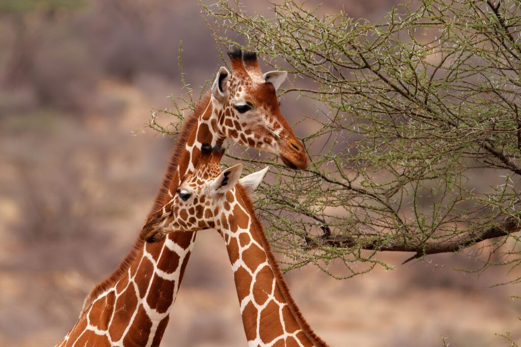 Kenia safari en strand