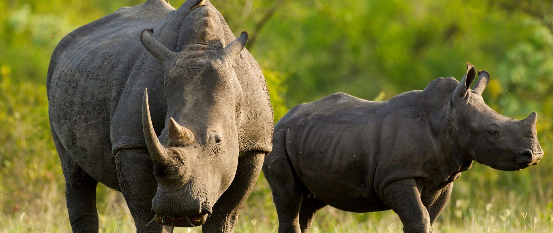 Witte neushoorn en baby in het Ziwa Sanctuary Uganda