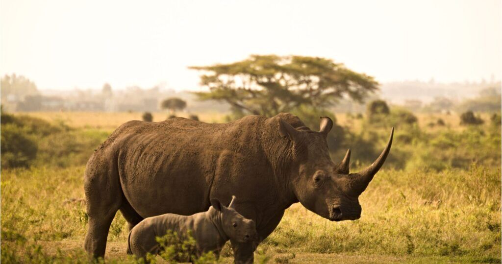 neushoorn safari Ziwa Rhino Sanctuary Oeganda