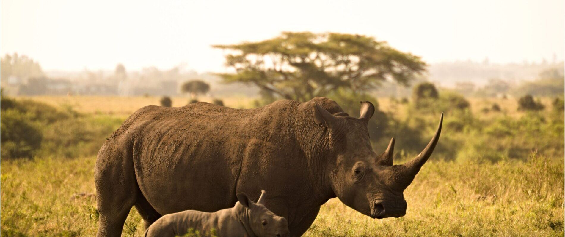 neushoorn safari Ziwa Rhino Sanctuary Oeganda