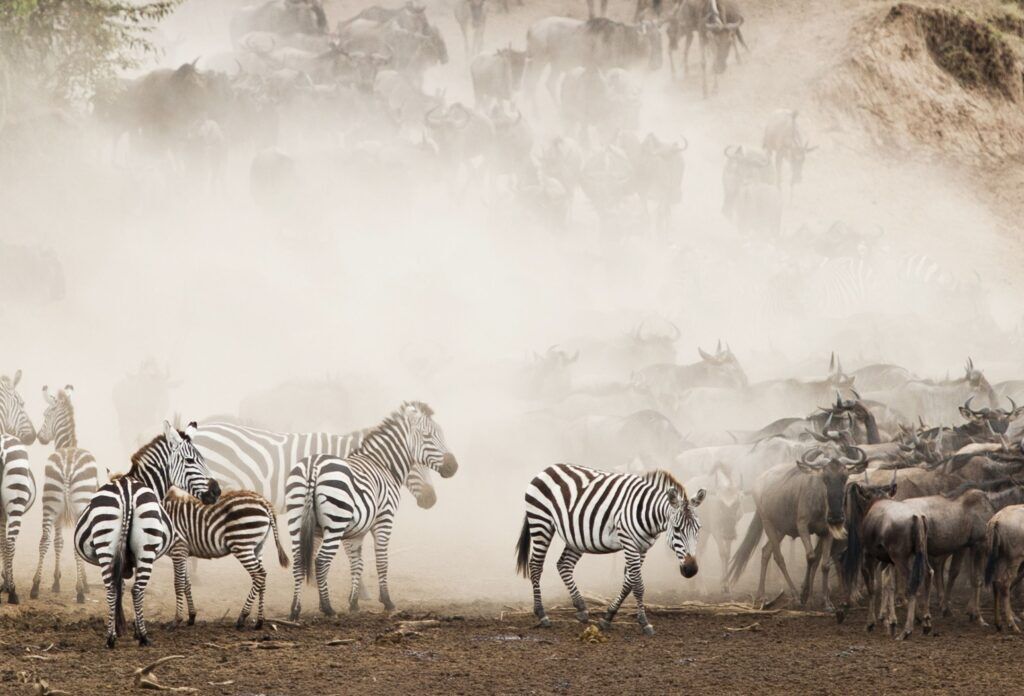 zebra's masai mara