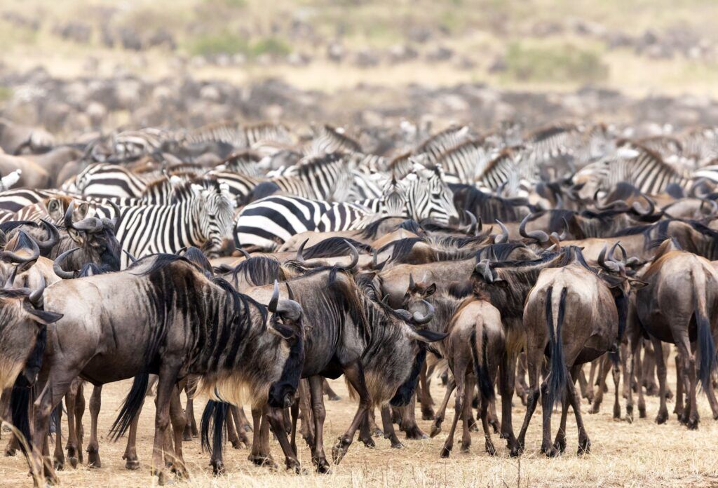 Grote trek masai mara