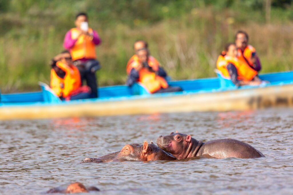 Zicht op nijlpaarden en baby-nijlpaard in het water tijdens één van de activiteiten in Oeganda