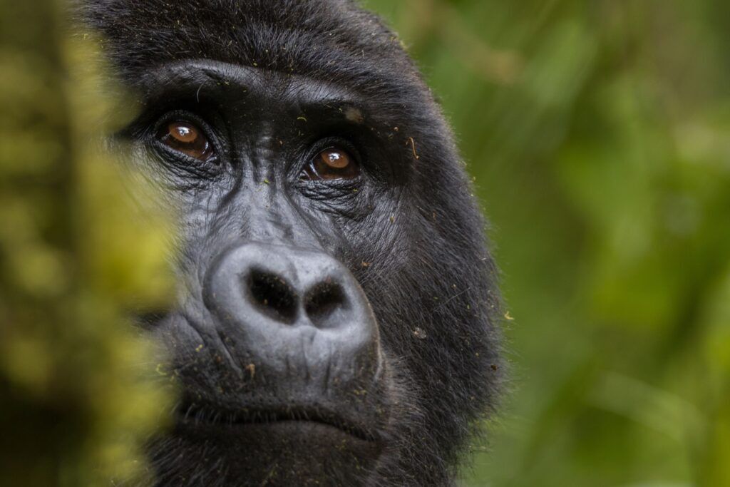 Close-up van een gorilla in Afrika