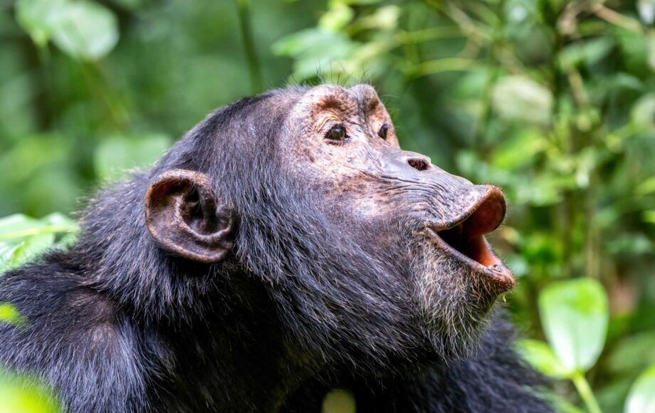 Chimpansee in Afrika